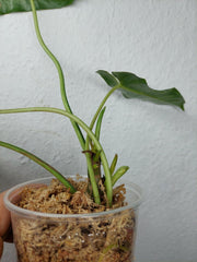 Philodendron Burle Marx Verde