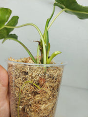 Philodendron Burle Marx Verde