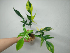 Philodendron Florida Beauty