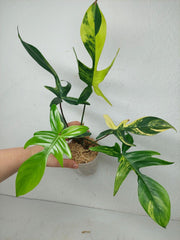 Philodendron Florida Beauty