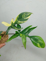 Philodendron Florida Beauty