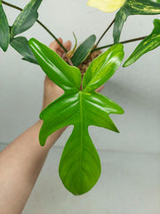Philodendron Florida Beauty