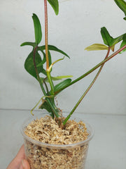 Philodendron Florida Beauty