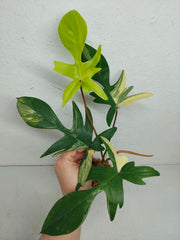Philodendron Florida Beauty