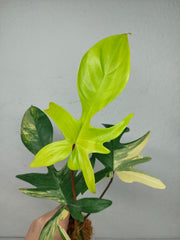 Philodendron Florida Beauty