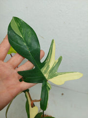Philodendron Florida Beauty