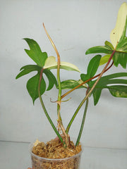 Philodendron Florida Beauty