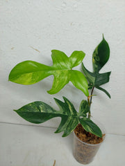 Philodendron Florida Beauty