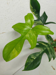 Philodendron Florida Beauty