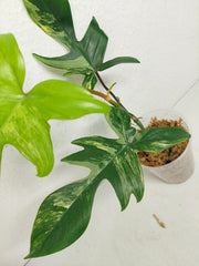 Philodendron Florida Beauty
