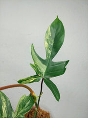 Philodendron Florida Beauty