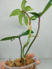 Philodendron Florida Beauty