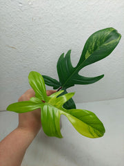 Philodendron Florida Beauty