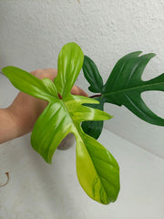 Philodendron Florida Beauty