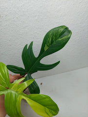 Philodendron Florida Beauty