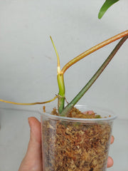 Philodendron Florida Beauty