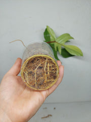 Philodendron Florida Beauty