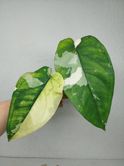 Syngonium Chiapense Variegata