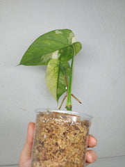 Syngonium Chiapense Variegata