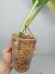 Syngonium Chiapense Variegata
