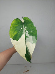 Syngonium Chiapense Variegata
