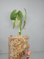 Syngonium Chiapense Variegata