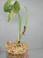 Syngonium Chiapense Variegata