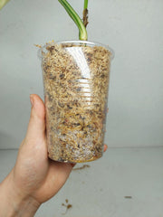 Syngonium Chiapense Variegata