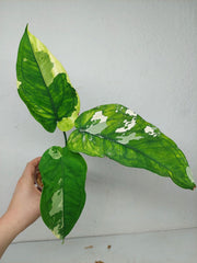 Syngonium Chiapense Variegata
