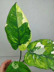 Syngonium Chiapense Variegata