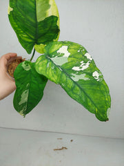 Syngonium Chiapense Variegata