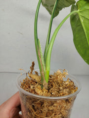 Syngonium Chiapense Variegata