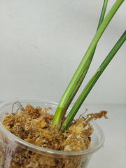 Syngonium Chiapense Variegata