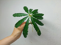 Anthurium Polyschistum Steckling