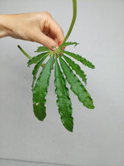 Anthurium Polyschistum Steckling