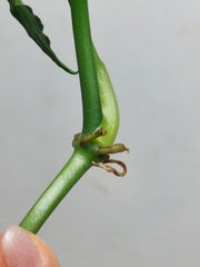 Anthurium Polyschistum Steckling