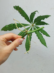 Anthurium Polyschistum Steckling