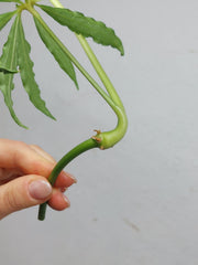 Anthurium Polyschistum Steckling