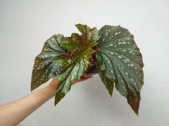 Begonia Aiai