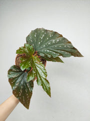Begonia Aiai