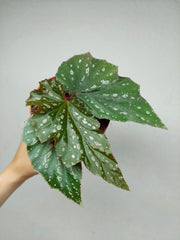 Begonia Aiai
