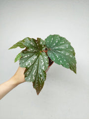 Begonia Aiai