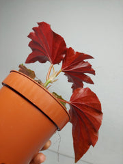 Begonia Aiai