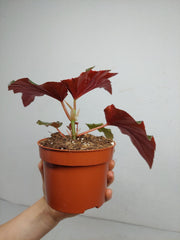 Begonia Aiai
