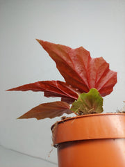 Begonia Aiai