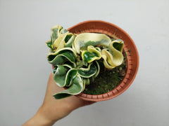 Hoya Compacta Variegata