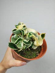 Hoya Compacta Variegata
