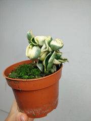 Hoya Compacta Variegata