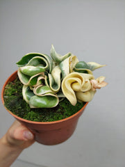 Hoya Compacta Variegata