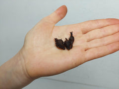 Alocasia Mystery/Surprise (Rhizom / Bulbe)